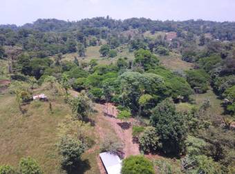 Farm for Sale in Aguas Manzas, Guápiles