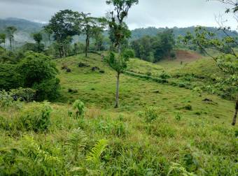Farm for Sale in Aguas Manzas, Guápiles