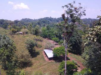 Farm for Sale in Aguas Manzas, Guápiles