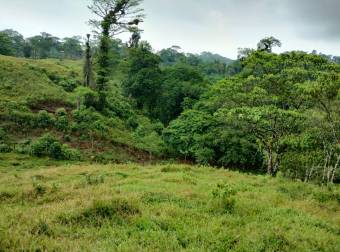 Farm for Sale in Aguas Manzas, Guápiles