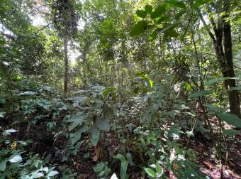 TERRENO EN VENTA CON JUNGLA NATIVA Y ACCESO DIRECTO