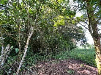 TERRENO EN VENTA CON JUNGLA NATIVA Y ACCESO DIRECTO