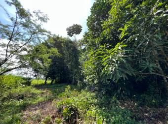 TERRENO EN VENTA CON JUNGLA NATIVA Y ACCESO DIRECTO
