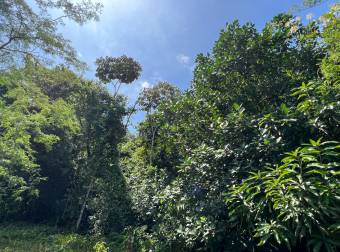 TERRENO EN VENTA CON JUNGLA NATIVA Y ACCESO DIRECTO