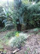 Venta de Propiedad con casa Venta de Propiedad con casa