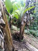 Venta de Propiedad con casa Venta de Propiedad con casa