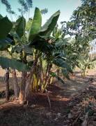 Se vende propiedad en Las Delicias, Cobano, Puntarenas. ₡18.000 o $30 el metro cuadrado 