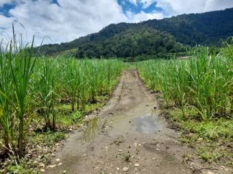 Se vende amplia finca con 208,301m2 de lote en Turrialba de Cartago 23-1497