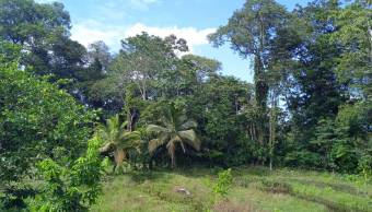 CityMax Vende Finca en Siquirres Limón 