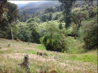 VENTA DE FINCA EN EL GUARCO DE CARTAGO