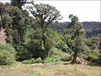 VENTA DE FINCA EN EL GUARCO DE CARTAGO