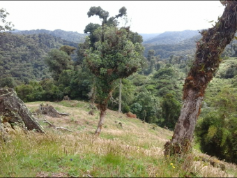 VENTA DE FINCA EN EL GUARCO DE CARTAGO