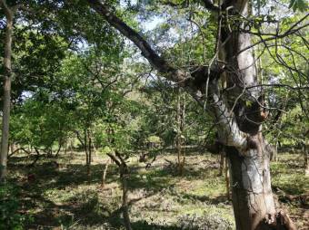 Se vende amplio terreno de 36,5 hectáreas en Nosara Guanacaste 23-2211 