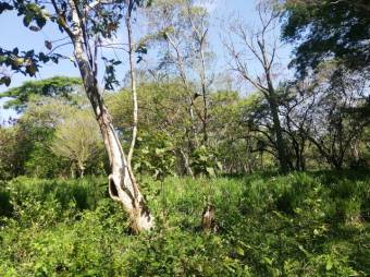 Se vende amplio terreno de 36,5 hectáreas en Nosara Guanacaste 23-2211 