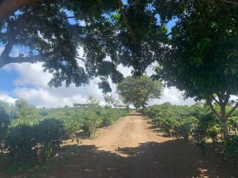 Se vende amplia finca de 18 hectáreas en Concepción Heredia 25-1394