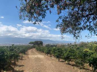 Se vende amplia finca de 18 hectáreas en Concepción Heredia 25-1394