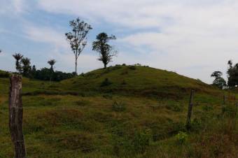 Se vende amplia propiedad de 219 hectáreas en Guápiles de Limón 23-908 Se vende amplia propiedad de 219 hectáreas en Guápiles de Limón 23-908
