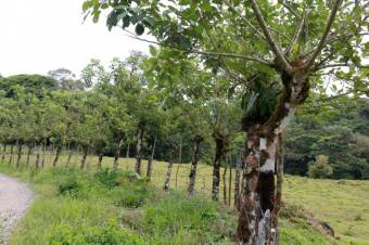 Se vende amplia propiedad de 219 hectáreas en Guápiles de Limón 23-908 Se vende amplia propiedad de 219 hectáreas en Guápiles de Limón 23-908
