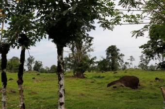 Se vende amplia propiedad de 219 hectáreas en Guápiles de Limón 23-908 Se vende amplia propiedad de 219 hectáreas en Guápiles de Limón 23-908