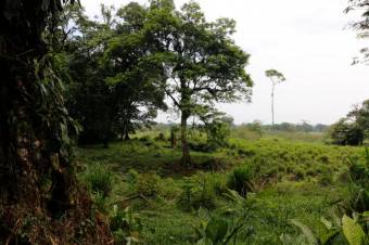 Se vende amplia propiedad de 219 hectáreas en Guápiles de Limón 23-908 Se vende amplia propiedad de 219 hectáreas en Guápiles de Limón 23-908