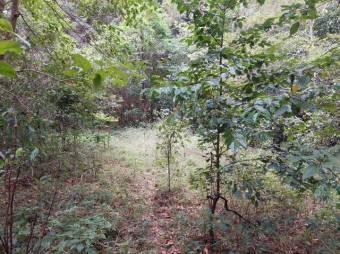 Se vende amplia finca con 28 hectáreas en San José de la Montaña 23-2563