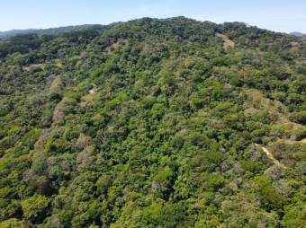 Se vende amplio lote de 36.2 hectáreas en Colon de Mora 25-1322