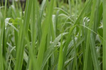 Se vende amplio lote de 2 hectáreas en Póas Alajuela 23-1912 Se vende amplio lote de 2 hectáreas en Póas Alajuela 23-1912