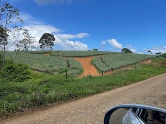 Se vende amplia finca de 8.8 hectáreas en Cureña de Heredia 26-173 