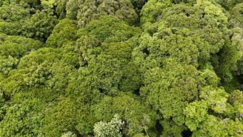 SE VENDE FINCA DE 425 HECTAREAS PARA DESARROLLO TURISTICO Y ECO-RESORT DE LUJO CERCA DE DOMINICAL