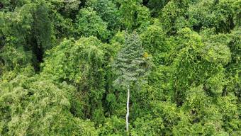 SE VENDE FINCA DE 425 HECTAREAS PARA DESARROLLO TURISTICO Y ECO-RESORT DE LUJO CERCA DE DOMINICAL