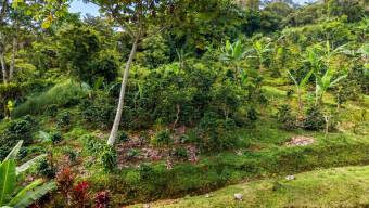 SE VENDE FINCA SOSTENIBLE CON ACCESO A RIO Y VISTAS A CHIRRIPO
