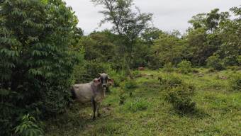 SE VENDE FINCA CON VISTAS AL CHIRRIPO Y ACCESO AL RIO BUENA VISTA