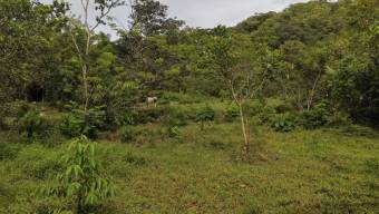 SE VENDE FINCA CON VISTAS AL CHIRRIPO Y ACCESO AL RIO BUENA VISTA