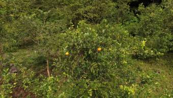 SE VENDE FINCA CON VISTAS AL CHIRRIPO Y ACCESO AL RIO BUENA VISTA