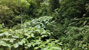SE VENDE FINCA CON CASCADA PRIVADA Y ENTORNO NATURAL UNICO
