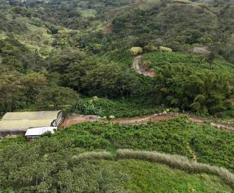 3.23-hectare farm in Los Ángeles Norte, San Ramón, Alajuela. 3.23-hectare farm in Los Ángeles Norte, San Ramón, Alajuela.
