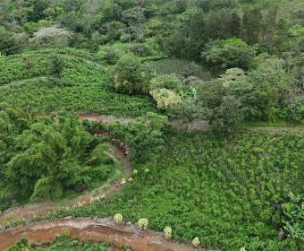 3.23-hectare farm in Los Ángeles Norte, San Ramón, Alajuela. 3.23-hectare farm in Los Ángeles Norte, San Ramón, Alajuela.