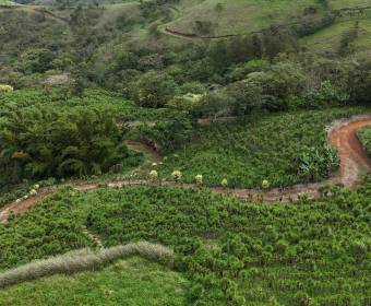 3.23-hectare farm in Los Ángeles Norte, San Ramón, Alajuela. 3.23-hectare farm in Los Ángeles Norte, San Ramón, Alajuela.