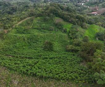 3.23-hectare farm in Los Ángeles Norte, San Ramón, Alajuela. 3.23-hectare farm in Los Ángeles Norte, San Ramón, Alajuela.