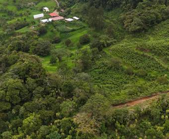 4.99-hectare farm in Los Ángeles Norte, San Ramón, Alajuela. 4.99-hectare farm in Los Ángeles Norte, San Ramón, Alajuela.