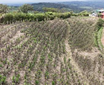 4.99-hectare farm in Los Ángeles Norte, San Ramón, Alajuela. 4.99-hectare farm in Los Ángeles Norte, San Ramón, Alajuela.