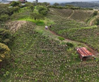 4.99-hectare farm in Los Ángeles Norte, San Ramón, Alajuela. 4.99-hectare farm in Los Ángeles Norte, San Ramón, Alajuela.