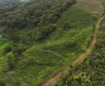 4.99-hectare farm in Los Ángeles Norte, San Ramón, Alajuela. 4.99-hectare farm in Los Ángeles Norte, San Ramón, Alajuela.
