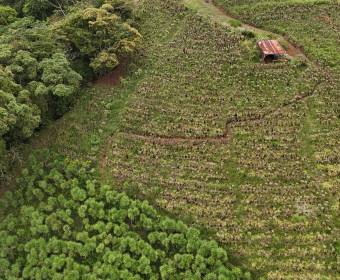 4.99-hectare farm in Los Ángeles Norte, San Ramón, Alajuela. 4.99-hectare farm in Los Ángeles Norte, San Ramón, Alajuela.