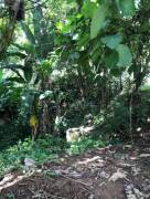 Flat lot for sale in Hatillo de Quepos. Excellent for construction. Negotiable price