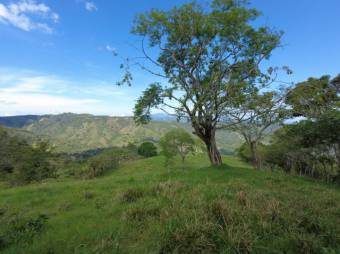 Se vende finca con gran lote de 260,000m2 en Colon de Mora 23-3180