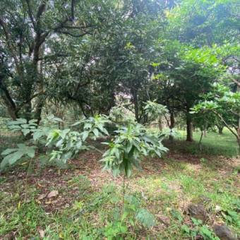 VENTA DE LOTE, USO MIXTO, ALAJUELA, OROTINA, HACIENDA VIEJA 