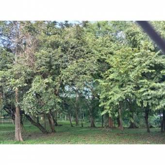 VENTA DE LOTE, USO MIXTO, ALAJUELA, OROTINA, LA CEIBA 