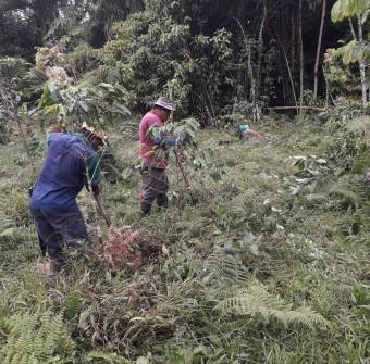 Organic Coffee Farm in Costa Rica For Sale