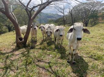 Hermosa finca de 3 hectáreas, Miramar, Puntarenas 